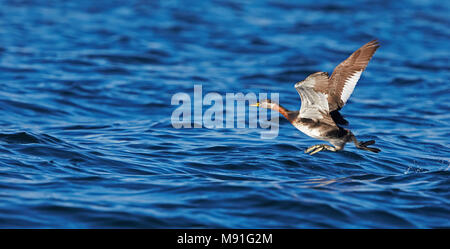 In volwassen Roodhalsfuut zomerkleed, Erwachsene Sommer Red-necked Grebe Stockfoto