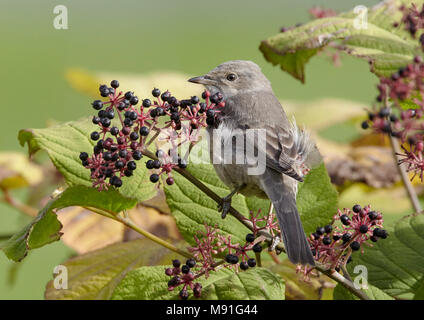 Sperwergrasmus, Gesperrt Warbler, Sylvia nisoria Stockfoto