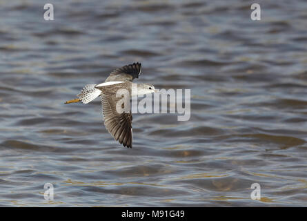 In Poelruiter vlucht; Marsh Sandpiper (Tringa stagnatilis) im Flug Stockfoto