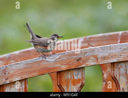 Volwassen Koperwiek, Erwachsene eurasischen Redwing Stockfoto