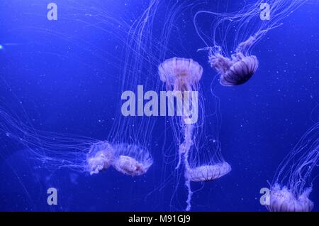 Schwebende Quallen im Aquarium Stockfoto