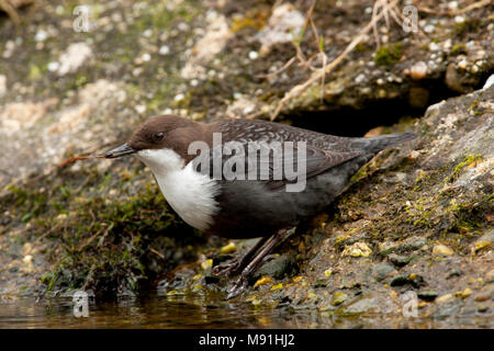 Waterspreeuw zoekend voedsel Nederland, Wasseramsel Nahrungssuche Niederlande Stockfoto