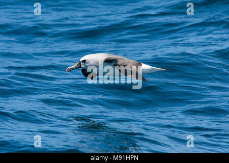 Vliegende Atlantische Geelsnavelalbatros, Atlantic Gelb - gerochen Albatross im Flug Stockfoto