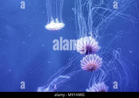 Schwebende Quallen im Aquarium Stockfoto
