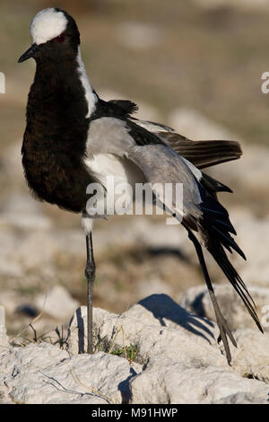 Adulte Smidsplevier, Erwachsene Schmied plover Stockfoto