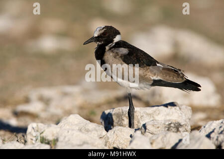 Juveniele Smidsplevier, Juvenile Schmied plover Stockfoto