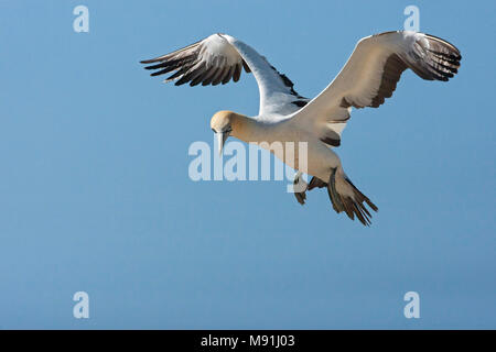 Kaapse Jan-van-gent Vlucht, Kaptölpel im Flug Stockfoto