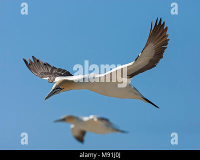 Kaapse Jan-van-gent Vlucht, Kaptölpel im Flug Stockfoto