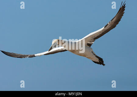 Kaapse Jan-van-gent Vlucht, Kaptölpel im Flug Stockfoto