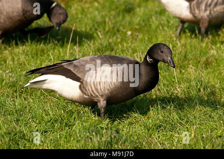 Foeragerende Rotgans, dunkel-bellied Brent Goose Nahrungssuche Stockfoto