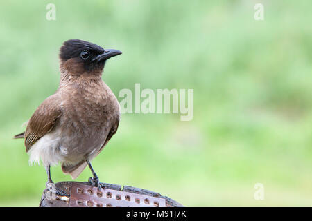 Driekleurbuulbuul, dunkle, schneebedeckten Bulbul Stockfoto