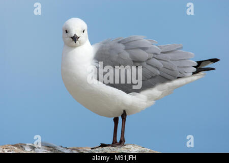 Erkundung verzorgende Hartlaubs Meeuw, hartlaub's Möwe putzt Stockfoto