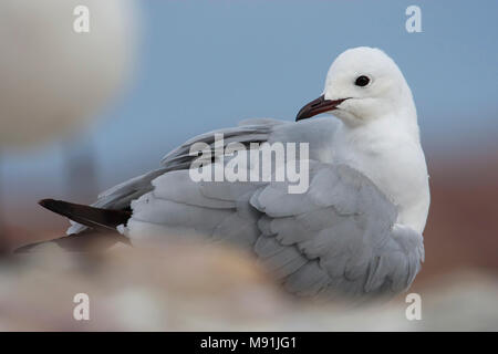 Erkundung verzorgende Hartlaubs Meeuw, hartlaub's Möwe putzt Stockfoto