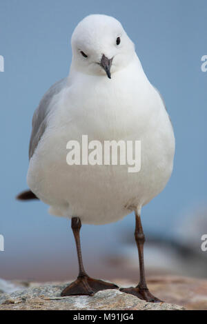 Adulte Hartlaubs Meeuw, Erwachsene Hartlaub's Möwe Stockfoto