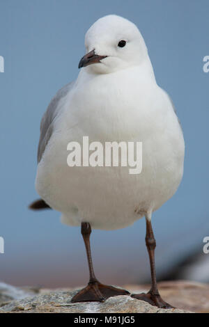 Adulte Hartlaubs Meeuw, Erwachsene Hartlaub's Möwe Stockfoto