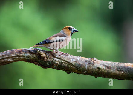 Appelvink Mann op Tak, Hawfinch Männchen auf dem Zweig Stockfoto