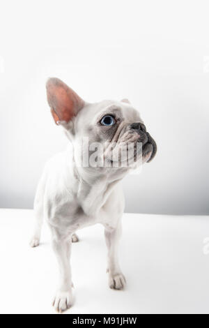 Adorable Französisch Bulldog Welpen weg schauen auf Weiß Stockfoto