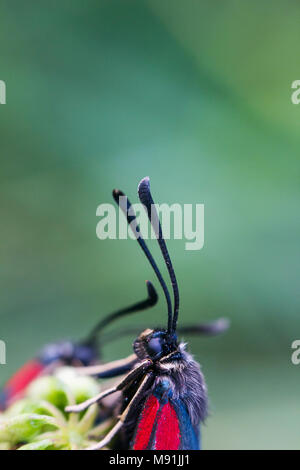 Grauer Schmetterling mit roten Flecken Six-spot Burnet auf der Anlage. Zygaena trifolii Butterfly portrait Stockfoto