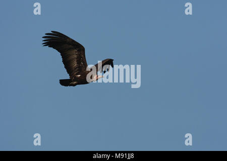 In Kapgier vlucht, Hooded Vulture im Flug Stockfoto