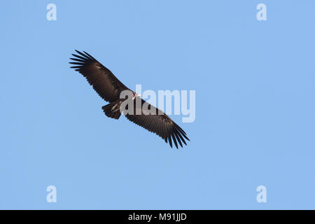 In Kapgier vlucht, Hooded Vulture im Flug Stockfoto