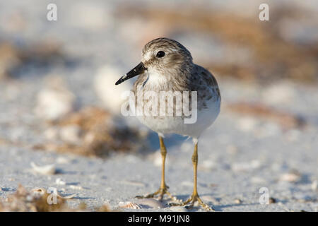 Kleinste Strandloper nach foeragerend, mindestens Sandpiper nach nahrungssuche Stockfoto