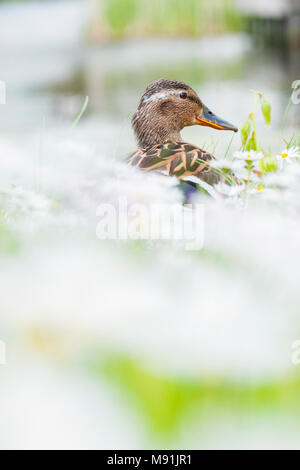 Wilde eend in een Veld bloeiende mallerd madeliefjes, in einem Feld blühenden Gemeinsame Daisy Stockfoto