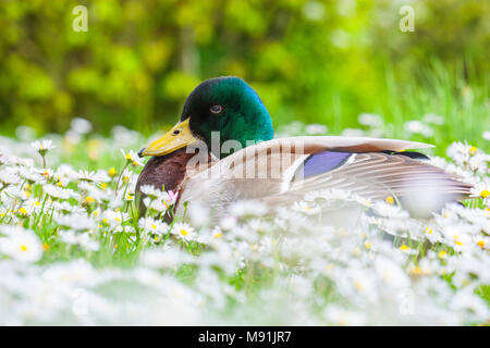 Wilde eend in een Veld bloeiende mallerd madeliefjes, in einem Feld blühenden Gemeinsame Daisy Stockfoto