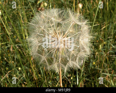Löwenzahn Samen Kopf im Morgenlicht Stockfoto