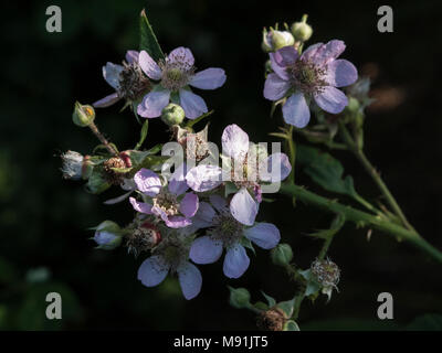 Blackberry Blumen im Morgenlicht Stockfoto