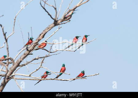 Noordelijke Karmijnrode Bijeneters in Kale Ausleger, Northern Carmine Bienenfresser am Baum Stockfoto