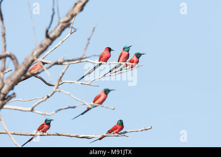 Noordelijke Karmijnrode Bijeneters in Kale Ausleger, Northern Carmine Bienenfresser am Baum Stockfoto