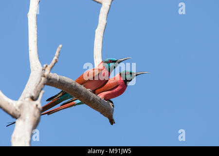 Noordelijke Karmijnrode Bijeneters in Kale Ausleger, Northern Carmine Bienenfresser am Baum Stockfoto