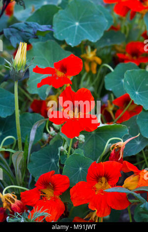 Kapuzinerkresse orangen Blüten. Kapuzinerkresse Blumen wachsen im Sommer Garten Stockfoto