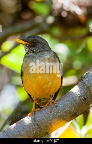 Kaapse Lijster, Olive Thrush Stockfoto