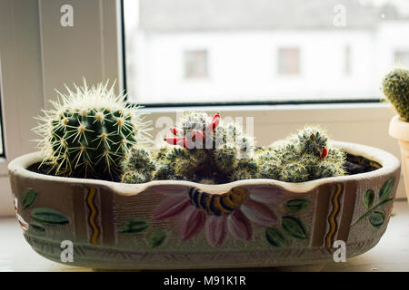 Verschiedene Сactus wachsen im Blumentopf am Fenster Stockfoto