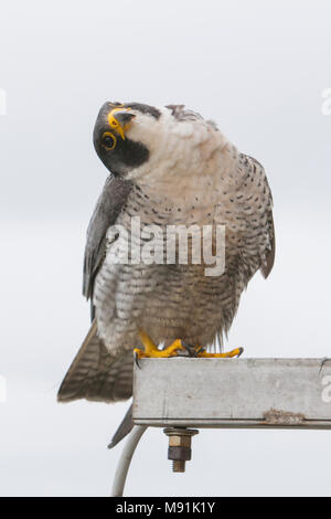 Slechtvalk bij Nest, Wanderfalke an nestsite Stockfoto