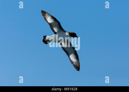 Kaapse Stormvogel in Vlucht, Kap Petrel im Flug Stockfoto