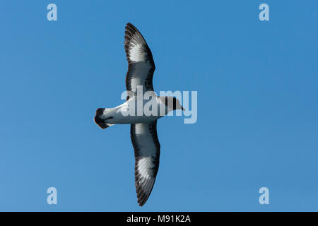 Kaapse Stormvogel in Vlucht, Kap Petrel im Flug Stockfoto