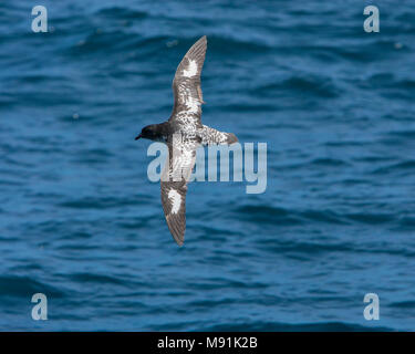 Kaapse Stormvogel in Vlucht, Kap Petrel im Flug Stockfoto