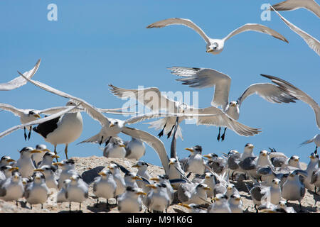 Grote Kuifsterns, Swift Seeschwalben Stockfoto