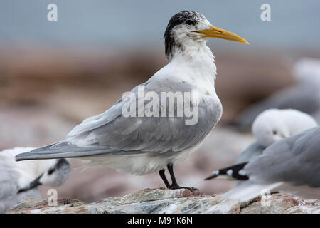 Adulte Grote Kuifstern, Erwachsene Swift Tern Stockfoto