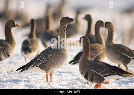 Taigarietgans en Kolgans in sneeuw, Taiga Bean Goose und white-fronted goose im Schnee Stockfoto