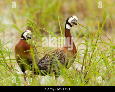 Twee Witwangfluiteenden, zwei White-faced Whistling-Ducks Stockfoto