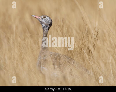 Vrouwtje Botswanatrap, weiblich weiß - bequillte Bustard Stockfoto