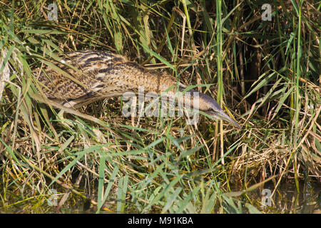 Roerdomp jaagt Langs rietkraag, Große Rohrdommel Jagd in Schilfrohr Stockfoto