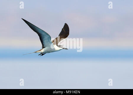 Gezügelte Tern im Flug über das Rote Meer in Ägypten Stockfoto