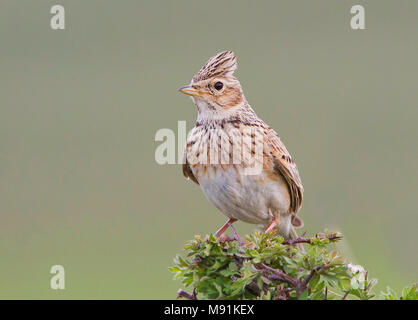 Feldlerche (Alauda arvensis) auf einem Busch in der Türkei gehockt Stockfoto