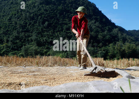 Eine vietnamesische Bauern verbreitet sich Reis in der Sonne zu trocknen. Bac Sohn. Vietnam. Stockfoto