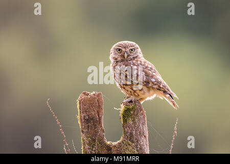 Kleine Eule auf einem hölzernen Pfosten thront. Schauen direkt in die Kamera mit einigen wunderschönen Hintergrundbeleuchtung Stockfoto