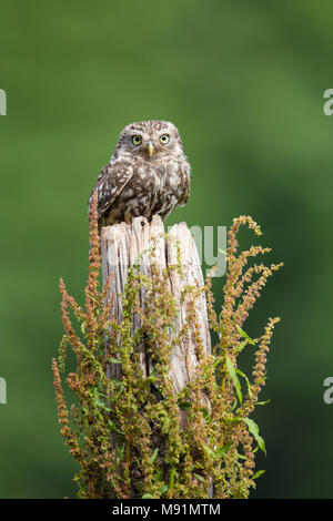 Kleine Eule auf einem hölzernen Pfosten thront Stockfoto